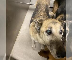 German Shepherd Dog Dogs for adoption in Modesto, CA, USA