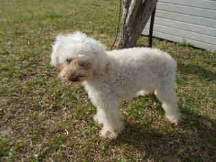 Poodle (Toy) Dogs for adoption in Rosenberg, TX, USA