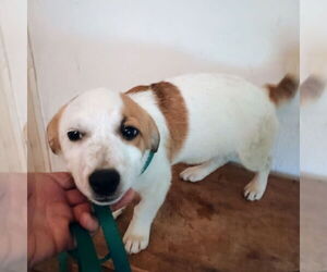 Dachshund-Parson Russell Terrier Mix Dogs for adoption in Bonifay, MO, USA