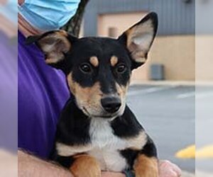 Labmaraner Dogs for adoption in Chantilly, VA, USA