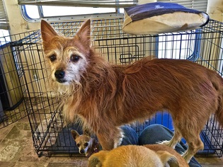 Mutt Dogs for adoption in Portland, OR, USA