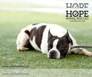Boston Terrier Dogs for adoption in Alton, IL, USA