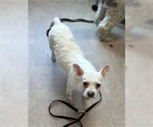 Mutt Dogs for adoption in Derwood, MD, USA