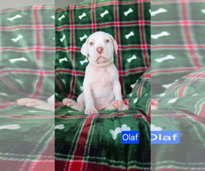 American Pit Bull Terrier-Unknown Mix Dogs for adoption in Duluth, MN, USA