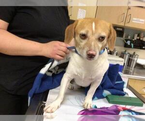 Chihuahua-Unknown Mix Dogs for adoption in Riverside, CA, USA