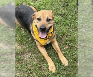 Mutt Dogs for adoption in Warrenton, VA, USA