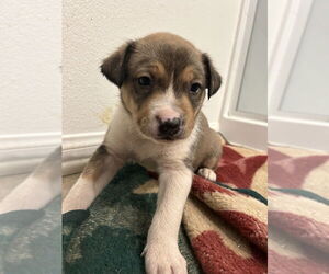 Mutt Dogs for adoption in Dana Point, CA, USA