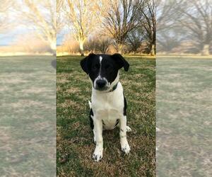 Border Collie-Unknown Mix Dogs for adoption in Nashville, TN, USA