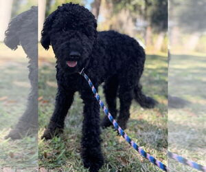 Mutt Dogs for adoption in Sanford, FL, USA