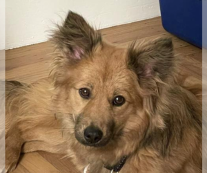 Mutt Dogs for adoption in San Ramon, CA, USA