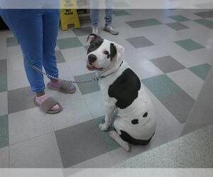 American Bulldog-Unknown Mix Dogs for adoption in Oklahoma City, OK, USA