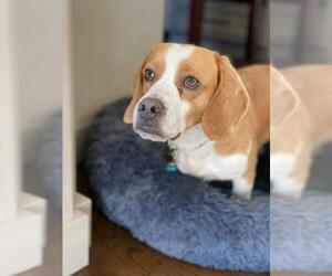 Beagle Dogs for adoption in Southampton, NY, USA