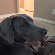 Bull Terrier-Staffordshire Bull Terrier Mix Dogs for adoption in Phoenix, AZ, USA