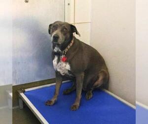 Labrador Retriever-Unknown Mix Dogs for adoption in San Antonio, TX, USA