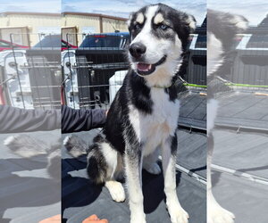 Siberian Husky Dogs for adoption in Amarillo, TX, USA