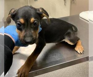 Labrador Retriever-Unknown Mix Dogs for adoption in Conroe, TX, USA