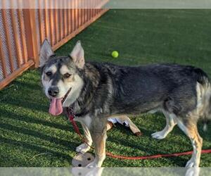 German Shepherd Dog-Unknown Mix Dogs for adoption in Las Vegas, NV, USA