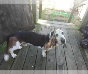 Basset Hound Dogs for adoption in Strongsville, OH, USA