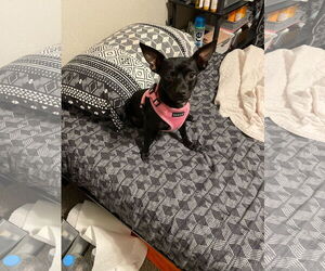 Chiweenie Dogs for adoption in The Woodlands, TX, USA