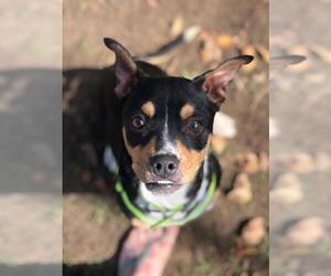 Boglen Terrier Dogs for adoption in Coppell, TX, USA