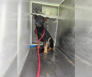 German Shepherd Dog Dogs for adoption in Bakersfield, CA, USA