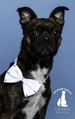 Medium Photo #1 Boston Terrier-Unknown Mix Puppy For Sale in Baton Rouge, LA, USA