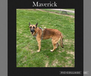 German Shepherd Dog-Unknown Mix Dogs for adoption in Kewanee, IL, USA