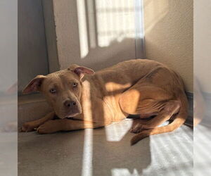 American Pit Bull Terrier-Unknown Mix Dogs for adoption in Texas City, TX, USA