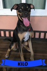 Shepweiller Dogs for adoption in Key Largo, FL, USA
