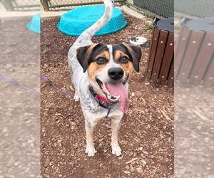 Bluetick Coonhound-Unknown Mix Dogs for adoption in Waterford, VA, USA