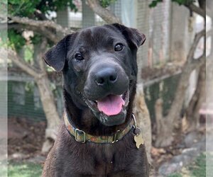 Chinese Shar-Pei-Labrador Retriever Mix Dogs for adoption in Beverly Hills, CA, USA