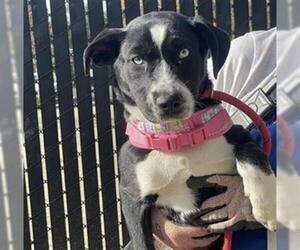 American Pit Bull Terrier-Unknown Mix Dogs for adoption in Placerville, CA, USA