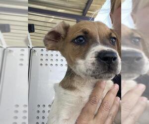 Labrador Retriever Dogs for adoption in Bakersfield, CA, USA