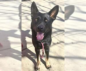 German Shepherd Dog Dogs for adoption in Sacramento, CA, USA