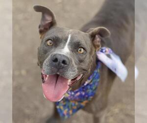 American Staffordshire Terrier-Unknown Mix Dogs for adoption in San Antonio, TX, USA