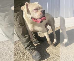Boxer Dogs for adoption in Bakersfield, CA, USA