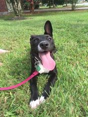 Shollie Dogs for adoption in Von Ormy, TX, USA