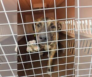 American Pit Bull Terrier-Unknown Mix Dogs for adoption in Calgary, Alberta, Canada