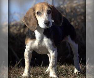 Beagle Dogs for adoption in Kewanee, IL, USA