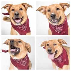 Collie-German Shepherd Dog Mix Dogs for adoption in Nashville, TN, USA