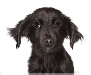 Chihuahua-Golden Retriever Mix Dogs for adoption in Oakland Park, FL, USA