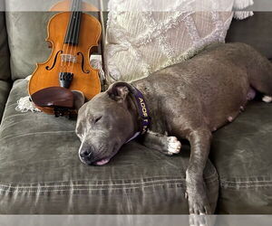 American Pit Bull Terrier Dogs for adoption in Cromwell, KY, USA