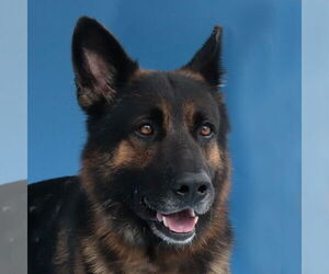 German Shepherd Dog Dogs for adoption in Pasadena, CA, USA