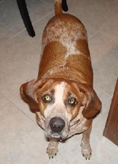Akita Dogs for adoption in Jackson, MS, USA
