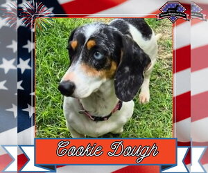 Dachshund Dogs for adoption in San Antonio, TX, USA