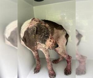 Pointer Dogs for adoption in Houston, TX, USA