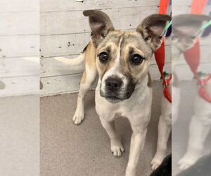 Rat Terrier-Unknown Mix Dogs for adoption in San Bernardino, CA, USA