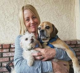 Puggle Dogs for adoption in Phelan, CA, USA