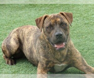 Bullboxer Pit Dogs for adoption in Norco, CA, USA