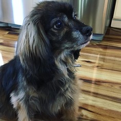 Chiweenie Dogs for adoption in Clarkston, MI, USA